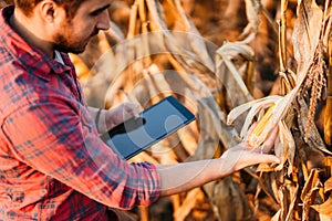 Agriculture industry - People using technology in agriculture. Details of harvest