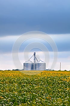 Agriculture industry with soybean fields and silo on cloudy day