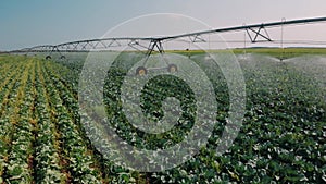 Agriculture irrigation of farm field. automatic artificial irrigation of the field for good harvest. smart agriculture