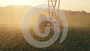 agriculture irrigation. farm green a field wheat irrigation water drops. agriculture business concept. field crop green