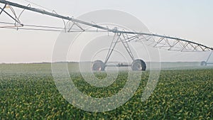 agriculture irrigation. green a field wheat farm irrigation water drops. agriculture business concept. field crop green