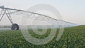 agriculture irrigation. green a field wheat irrigation farm water drops. agriculture business concept. field crop green