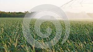 agriculture irrigation. green a field wheat irrigation water drops. agriculture concept. farm business field crop green