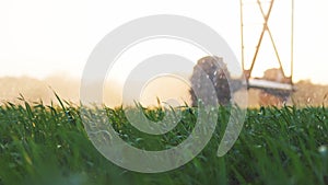 agriculture irrigation. green a field wheat irrigation water drops. agriculture concept. farm field crop green field