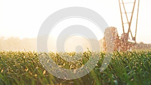 Agriculture irrigation. Green a field wheat irrigation water drops. Agriculture concept. Farm field crop green field