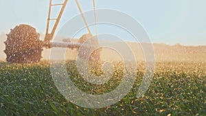 agriculture irrigation. green a field wheat irrigation water drops. agriculture concept. farm field crop green field