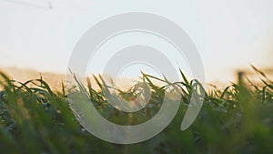 Agriculture irrigation. Green a field wheat irrigation water drops. Agriculture farm business concept. Field crop green