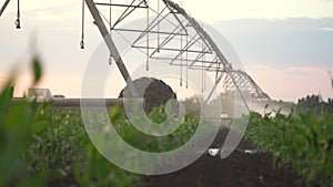 agriculture irrigation. a machine with wheels irrigates green sprouts of corn in a field splashing water drops. corn