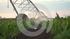 Agriculture irrigation. A machine with wheels irrigates green sprouts of corn in a field splashing water drops. Corn