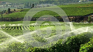 Agriculture Irrigation Sprinkler Okanagan Vineyard