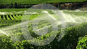 Agriculture Irrigation Sprinkler Okanagan Vineyard