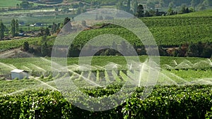 Agriculture Irrigation Sprinkler Okanagan Vineyard