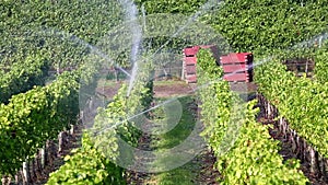 Agriculture Irrigation Sprinkler Okanagan Vineyard