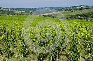 Agriculture Italian vineyards