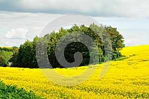 Agriculture land with rapeseed