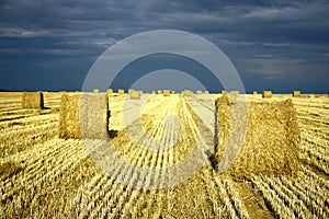 Agriculture land with straw rolls photo