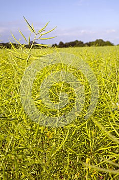 Agriculture landscape