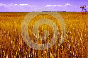 Agriculture landscape - golden grain field