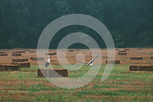 Agriculture, landscape after harvest, in the foreground storks