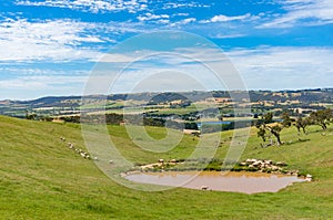 Agriculture landscape of paddock with sheep stock