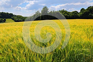 Agriculture landscape in Poland