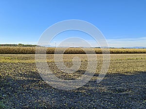 Agriculture, landscape with ripe corn field