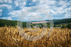 Agriculture landscape. Wheat harvest, and cloudy sky.