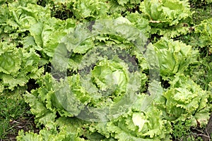 Agriculture-lettuce closeup