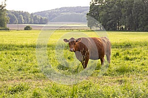 Agriculture and livestock. Grazing cow in the pasture.