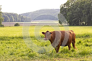 Agriculture and livestock. Grazing cow in the pasture. Nature green fields and meadows