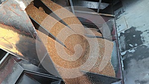 Agriculture. The loader loads grain for further processing in silos., Flowing Grains in Agricultural Machinery