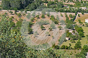 Agriculture in Mallorca