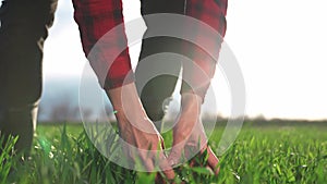 agriculture. man farmer hand a industry working in the field inspects the crop wheat germ eco natural a farming