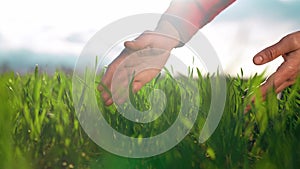 agriculture. man farmer hand a working in the field inspects the crop wheat germ eco natural a farming. agriculture