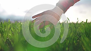 agriculture. man farmer hand a working in the field inspects the crop wheat germ eco natural a farming. agriculture