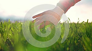 agriculture. man farmer hand a working in the field inspects the crop wheat germ eco natural a farming. agriculture