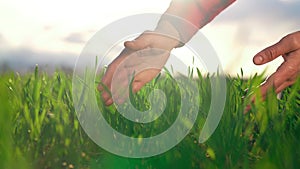 agriculture. man farmer hand a working in the field inspects the crop wheat germ eco natural a farming. agriculture