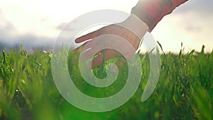 agriculture. man farmer hand a working in the field inspects the crop wheat germ eco natural a farming. agriculture