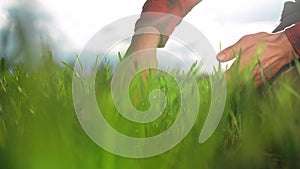 agriculture. man farmer hand a working in the field inspects the crop wheat germ eco natural a farming. agriculture