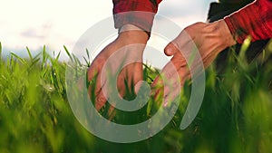 agriculture. man farmer hand a working in the field inspects the crop wheat germ eco natural a farming. agriculture