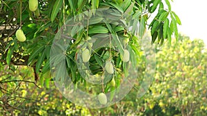 Agriculture of mango,many mango Fruit Hanging On Mango Tree,close up view of raw Mango Fruits,Kesar mango keri fruit hanging on