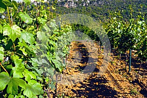 Agriculture in Montenegro: growing grapes.