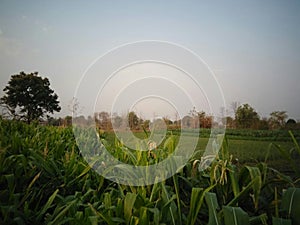Agriculture morning peacefully atmosphere