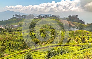 Agriculture in the mountains at Haputale in Sri Lanka