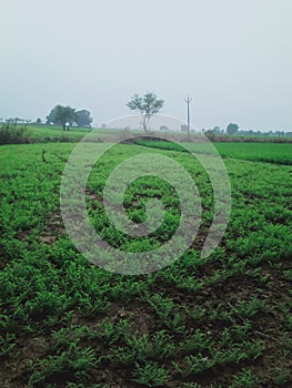 agriculture mp india Aron Rampur photo