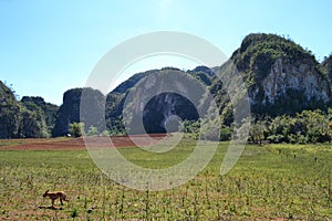 Agriculture, nature and ladscape in Vinales, Cuba