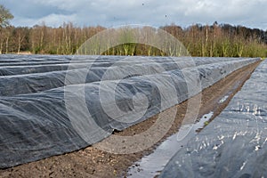 Agriculture in Netherlands, white asparagus fields covered with plastic film in spring, landscape photo