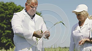 Agriculture. New varieties of wheat are bred in chernozem fields. Agronomists and farmers inspect the wheat harvest. New