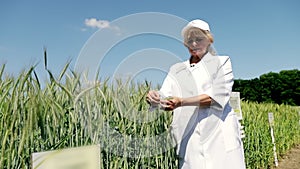 Agriculture. New varieties of wheat are bred in chernozem fields. Green fields of nature. Harvest overview. The woman