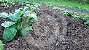 Agriculture in our village, potatoes